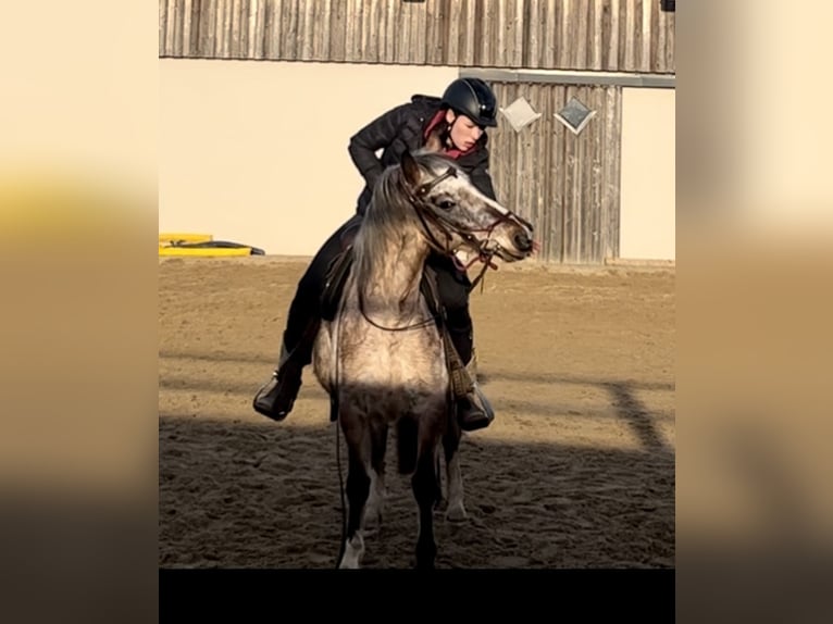 Appaloosa Croisé Jument 13 Ans 137 cm Léopard in Daleiden