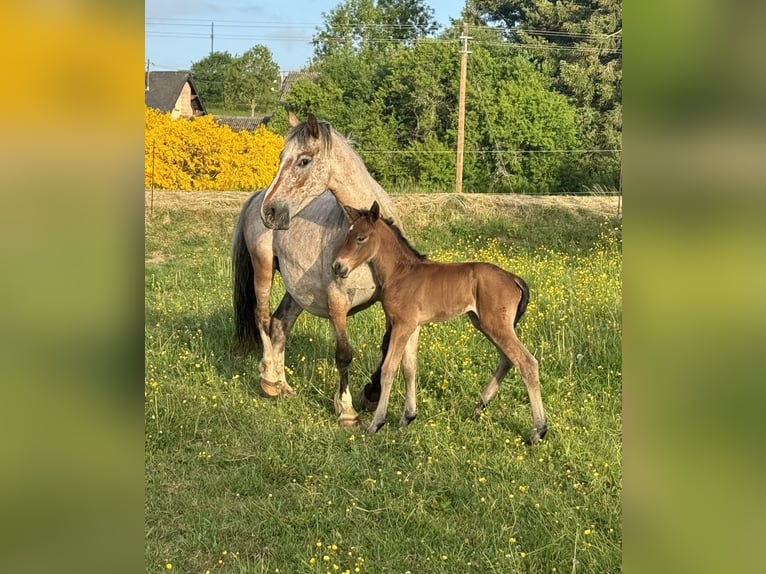 Appaloosa Croisé Jument 13 Ans 137 cm Léopard in Daleiden