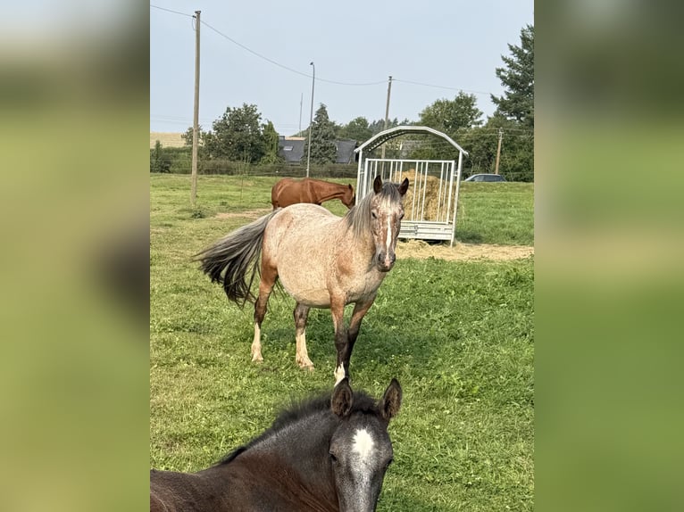 Appaloosa Croisé Jument 13 Ans 137 cm Léopard in Daleiden