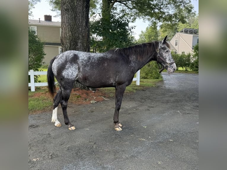 Appaloosa Jument 13 Ans 145 cm Noir in Granby, CT