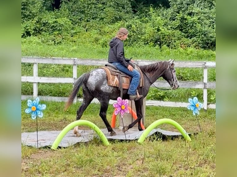 Appaloosa Jument 13 Ans 145 cm Noir in Granby, CT