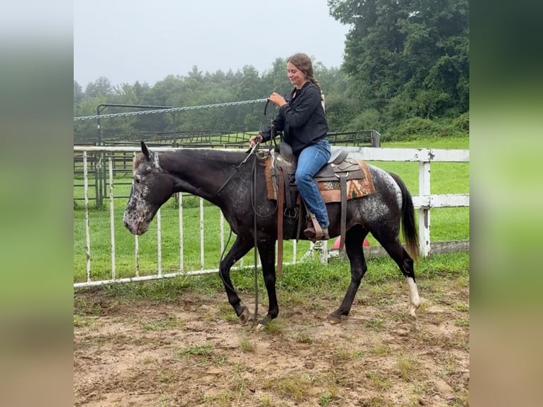 Appaloosa Jument 13 Ans 145 cm Noir in Granby, CT