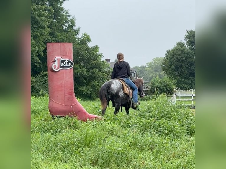 Appaloosa Jument 13 Ans 145 cm Noir in Granby, CT