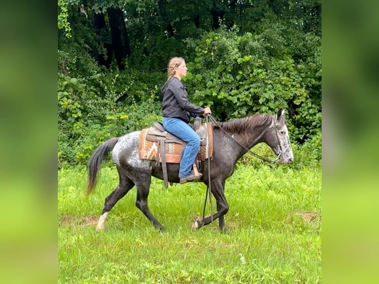 Appaloosa Jument 13 Ans 145 cm Noir in Granby, CT