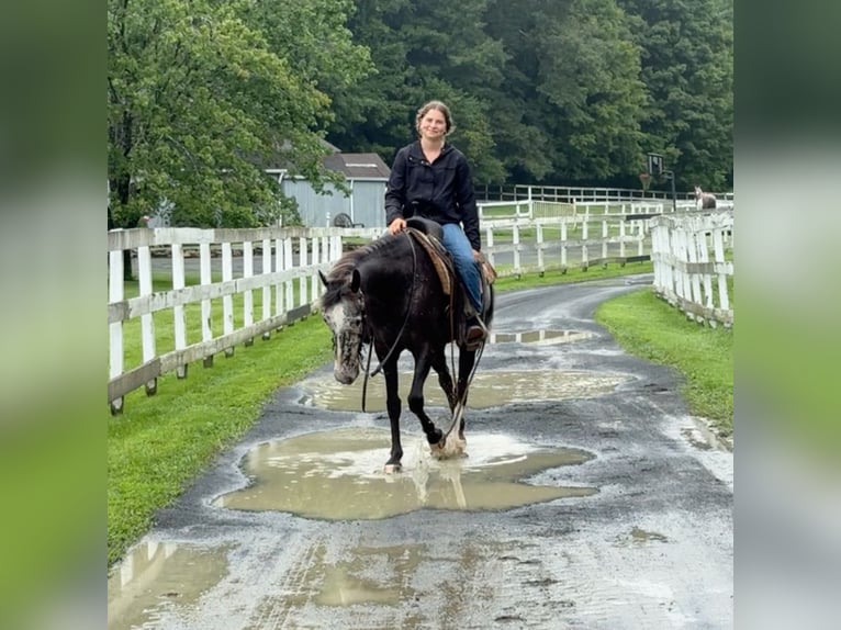 Appaloosa Jument 13 Ans 145 cm Noir in Granby, CT