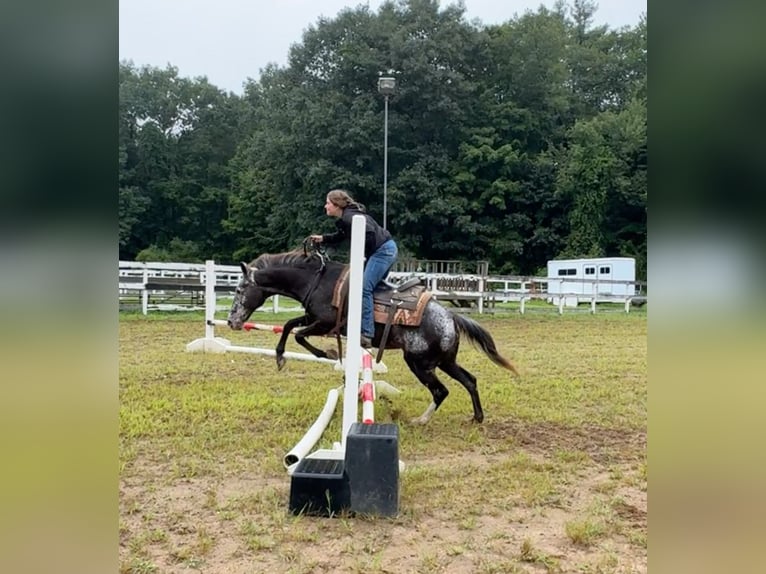 Appaloosa Jument 13 Ans 145 cm Noir in Granby, CT