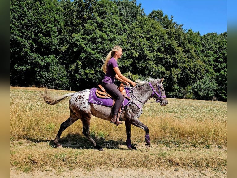 Appaloosa Jument 13 Ans 148 cm Léopard in Linkenbach