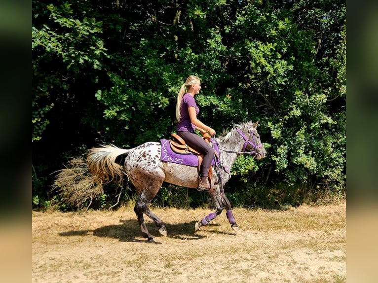 Appaloosa Jument 13 Ans 148 cm Léopard in Linkenbach