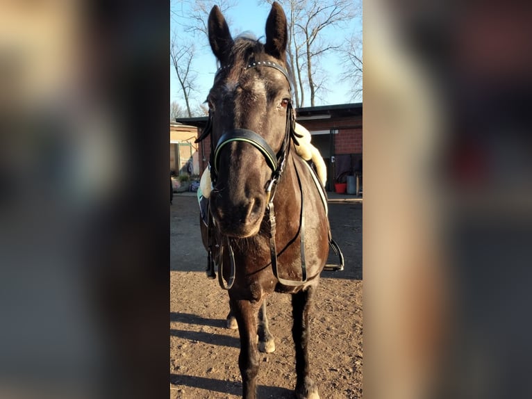Appaloosa Croisé Jument 13 Ans 148 cm Noir in Moers