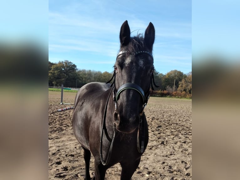 Appaloosa Croisé Jument 13 Ans 148 cm Noir in Moers