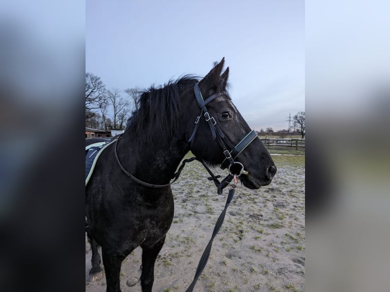 Appaloosa Croisé Jument 13 Ans 148 cm Noir in Moers