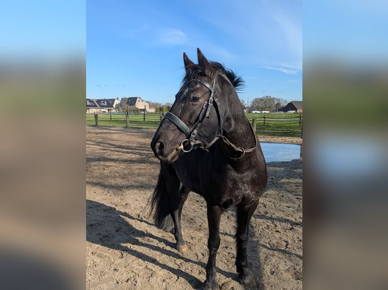 Appaloosa Croisé Jument 13 Ans 148 cm Noir in Moers