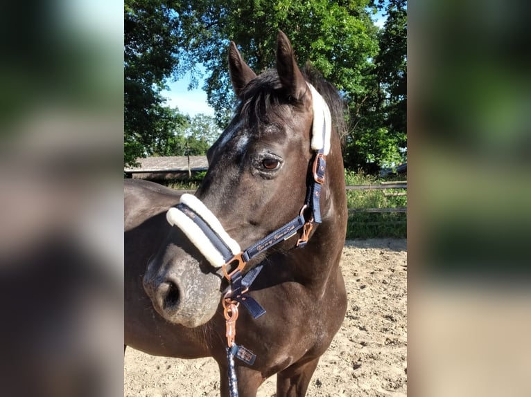 Appaloosa Croisé Jument 13 Ans 148 cm Noir in Moers