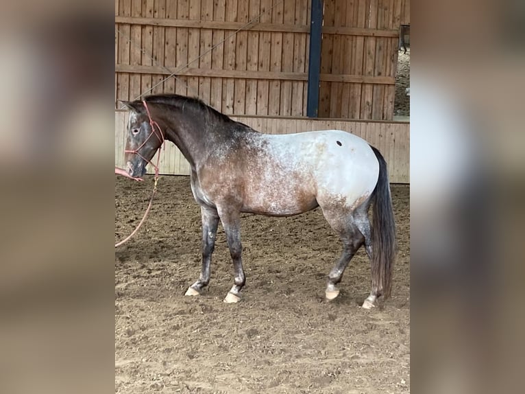 Appaloosa Croisé Jument 13 Ans 148 cm Rouan Rouge in Burgwedel