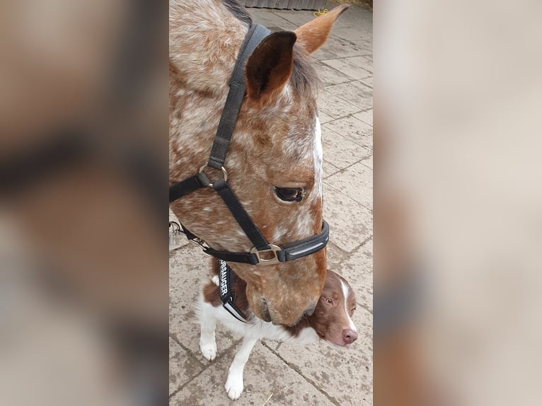 Appaloosa Croisé Jument 13 Ans 158 cm  in Hamwarde
