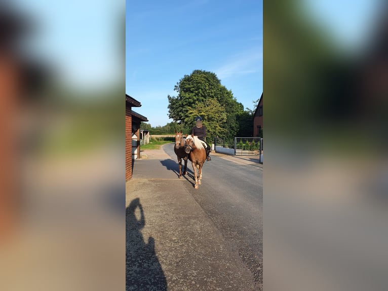 Appaloosa Croisé Jument 13 Ans 158 cm  in Hamwarde