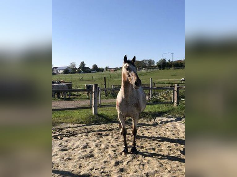 Appaloosa Jument 13 Ans 165 cm Gris (bai-dun) in Taufkirchen