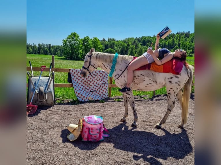 Appaloosa Jument 13 Ans in Schänis