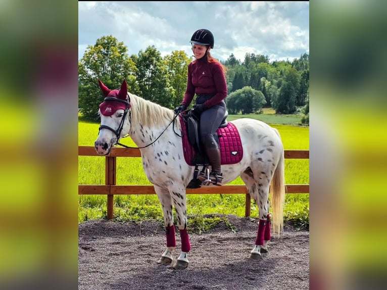 Appaloosa Jument 13 Ans in Schänis