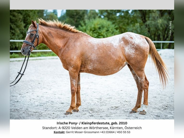 Appaloosa Croisé Jument 14 Ans 142 cm in Velden