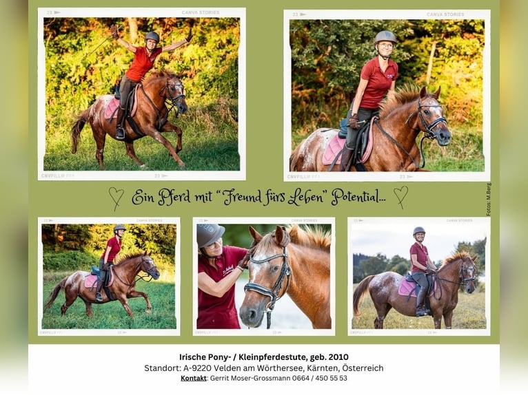 Appaloosa Croisé Jument 14 Ans 142 cm in Velden