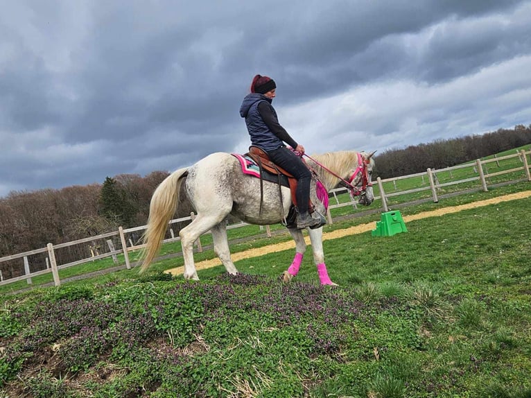 Appaloosa Jument 14 Ans 148 cm Pinto in Linkenbach