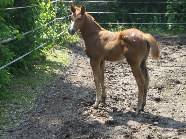 Appaloosa Croisé Jument 14 Ans 149 cm Léopard in Dossenheim