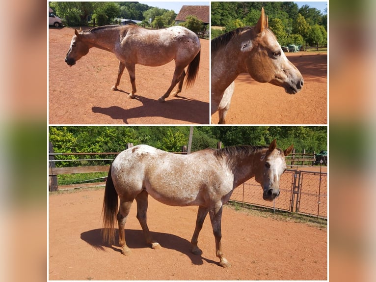 Appaloosa Jument 14 Ans 150 cm Alezan in Otterberg