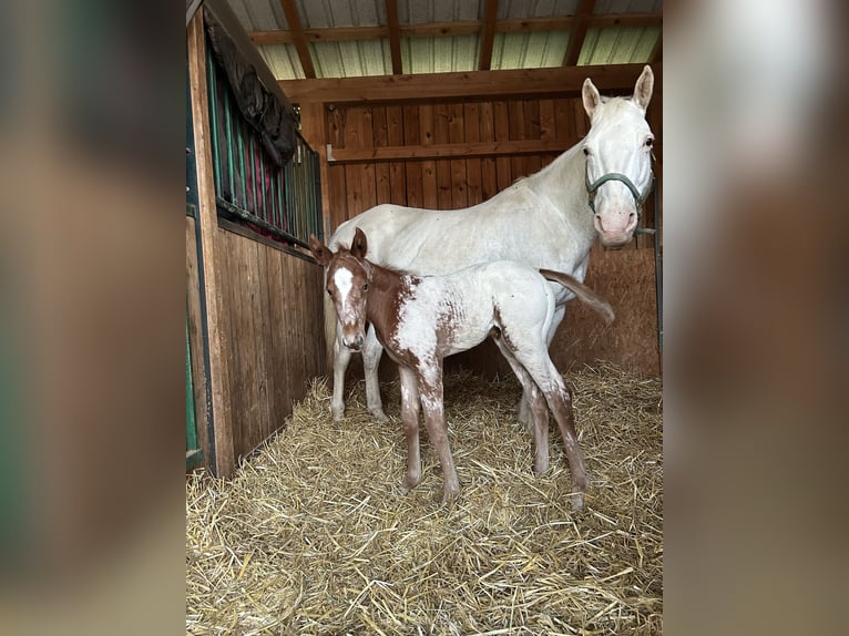 Appaloosa Jument 14 Ans 151 cm Blanc in Nördlingen
