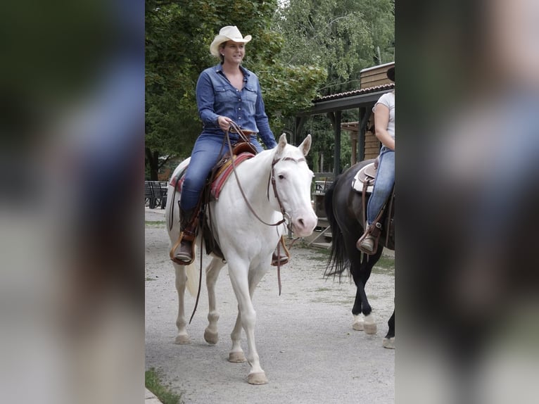 Appaloosa Jument 14 Ans 151 cm Blanc in Nördlingen
