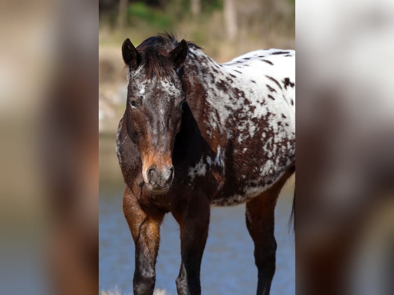 Appaloosa Jument 14 Ans 152 cm  in Forney