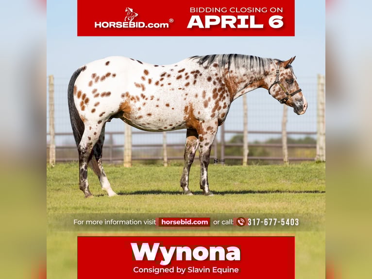 Appaloosa Jument 14 Ans 160 cm Bai cerise in Whitesboro