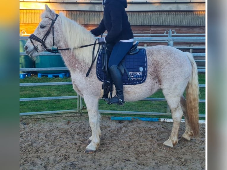 Appaloosa Jument 15 Ans 140 cm Gris in Norderstedt