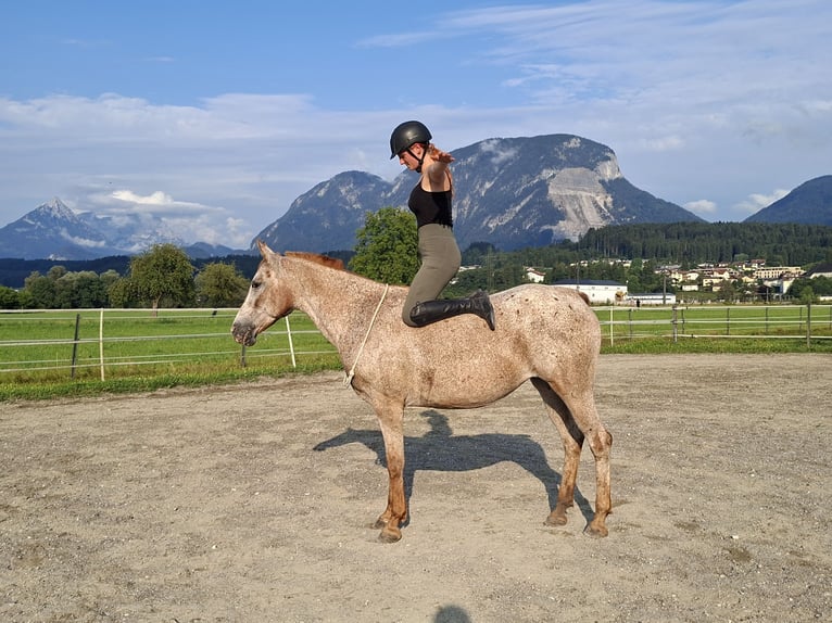 Appaloosa Jument 15 Ans 147 cm Léopard in Kirchbichl