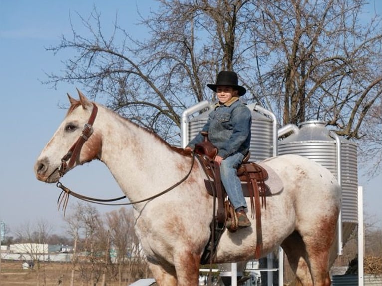 Appaloosa Jument 15 Ans 152 cm Blanc in Lancaster