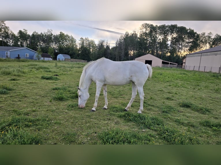 Appaloosa Jument 16 Ans 150 cm Blanc in Vancouver