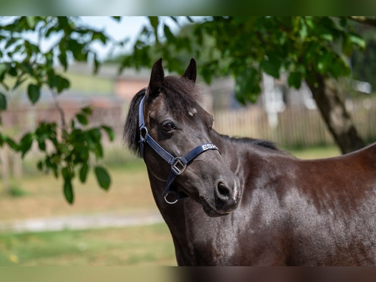 Appaloosa Jument 17 Ans 128 cm Bai brun foncé in GROTE-BROGEL