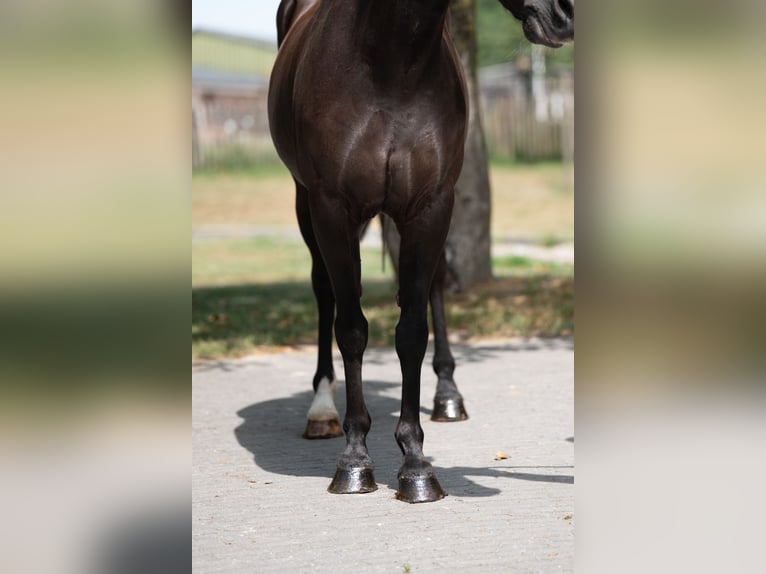 Appaloosa Jument 17 Ans 128 cm Bai brun foncé in GROTE-BROGEL