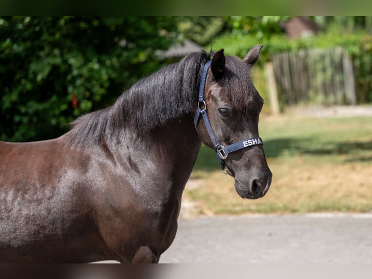 Appaloosa Jument 17 Ans 128 cm Bai brun foncé in GROTE-BROGEL