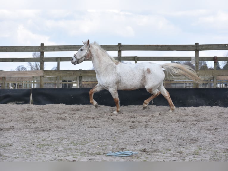 Appaloosa Jument 17 Ans 148 cm Rouan Rouge in Achtmaal