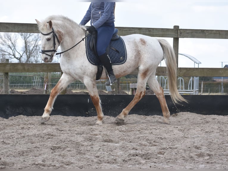 Appaloosa Jument 17 Ans 148 cm Rouan Rouge in Achtmaal