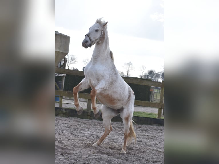 Appaloosa Jument 17 Ans 148 cm Rouan Rouge in Achtmaal