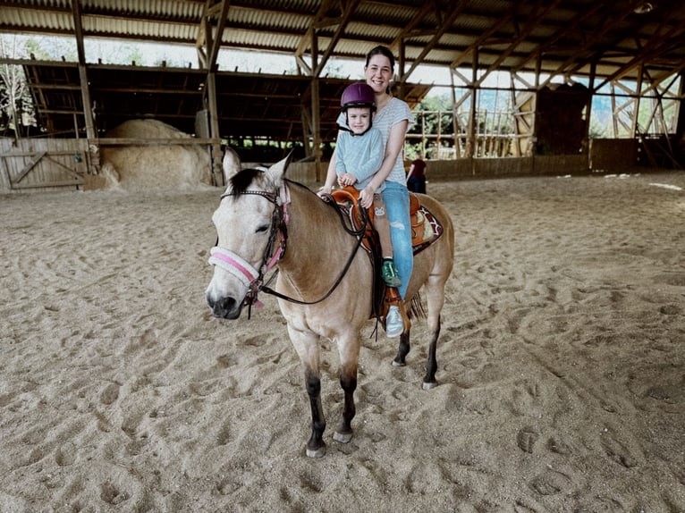 Appaloosa Croisé Jument 17 Ans Buckskin in Birkfeld