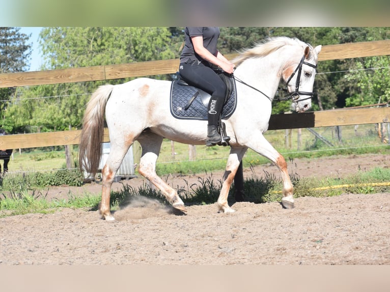 Appaloosa Jument 18 Ans 148 cm Rouan Rouge in Achtmaal
