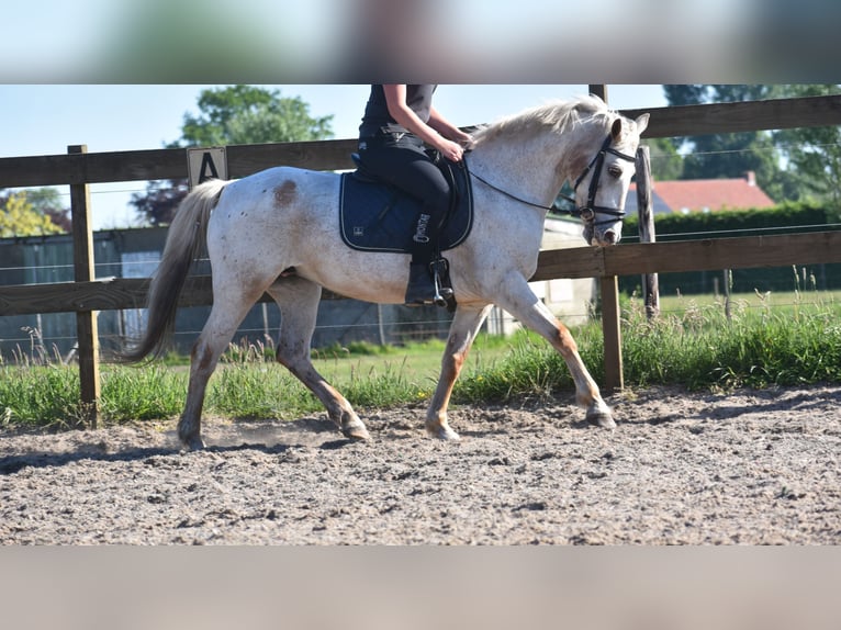 Appaloosa Jument 18 Ans 148 cm Rouan Rouge in Achtmaal