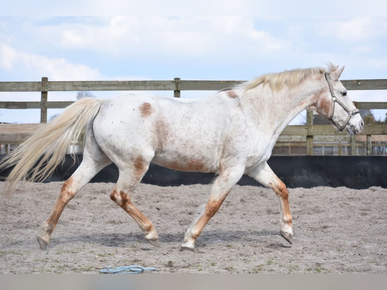 Appaloosa Jument 18 Ans 148 cm Rouan Rouge in Achtmaal