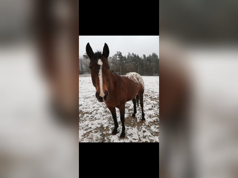Appaloosa Jument 18 Ans 150 cm in L&#xFC;bbow