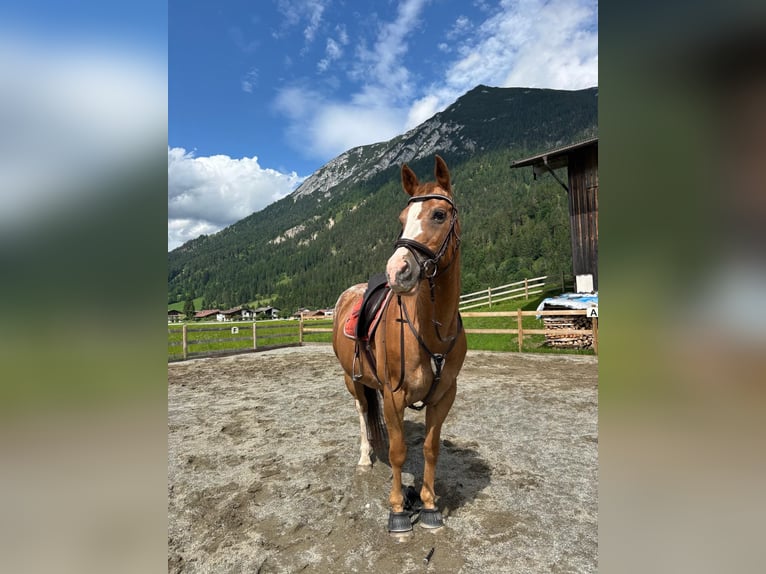 Appaloosa Jument 18 Ans 155 cm Alezan in Achenkirch