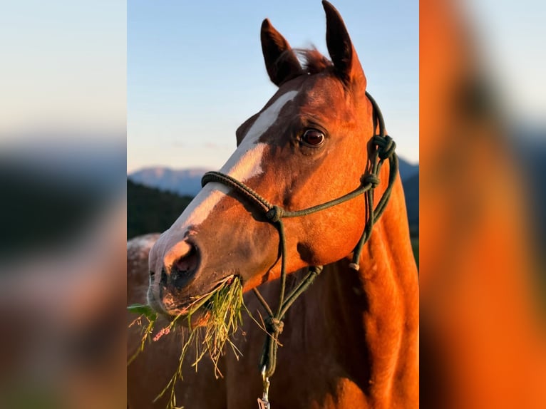 Appaloosa Jument 18 Ans 155 cm Alezan in Achenkirch