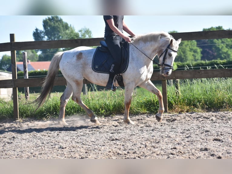 Appaloosa Jument 19 Ans 148 cm Roan-Bay in Achtmaal